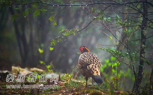 ���r�X���^(q��)