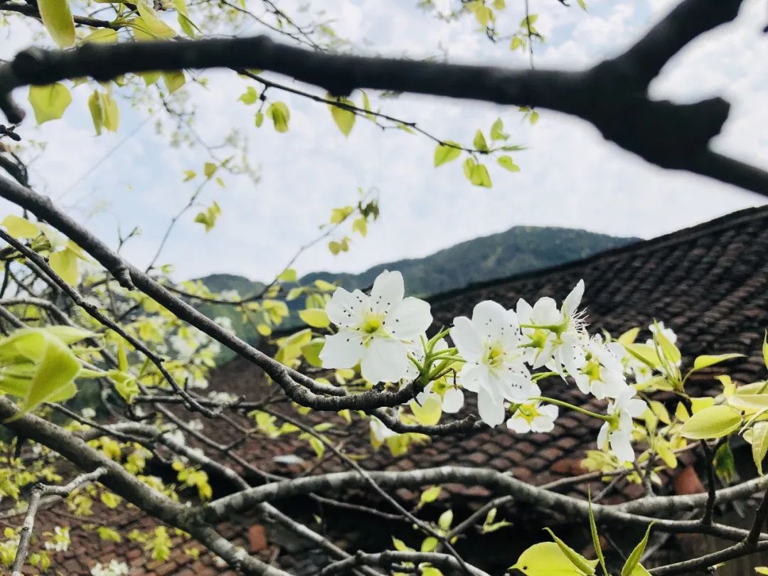 ˾ǰ�S����ࣺ����һ�괺�ݾG �滨�L(f��ng)��������