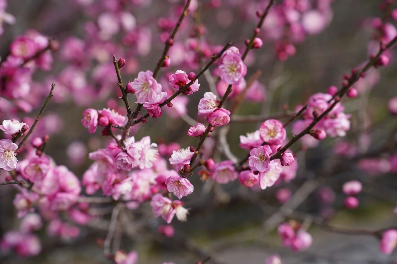 ��(l��i)̩�������p��һƬ��÷����